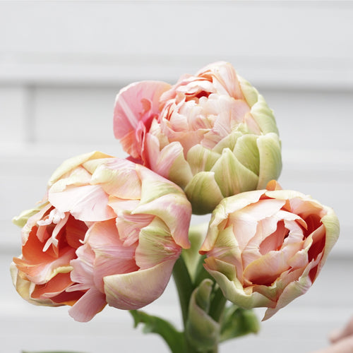 Tulip Renown Unique - DutchGrown UK Delivery