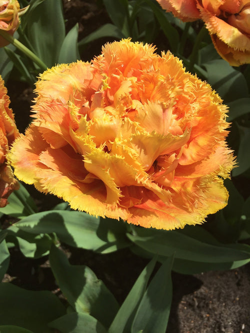 Tulip Sensual Touch - Double Fringed Orange Peach Tulip UK Shipping