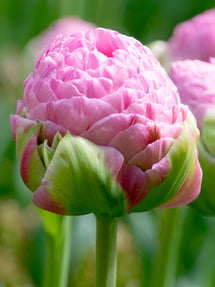 Tulp Strawberry Cream