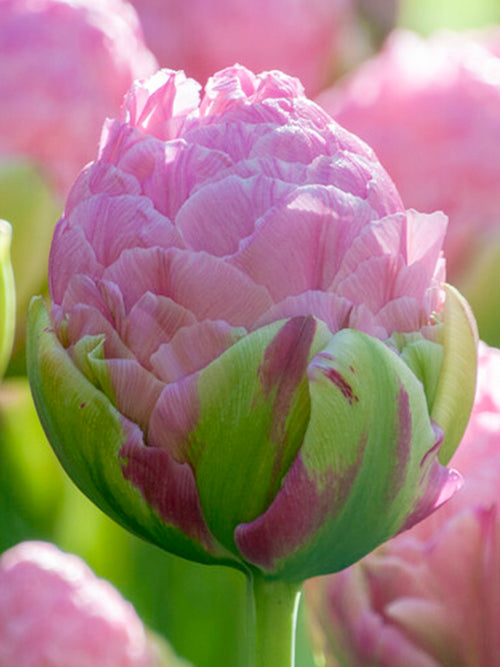 Koop Tulp Strawberry Cream 