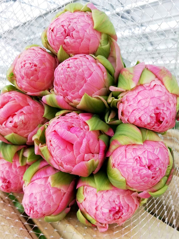 Koop Tulp Strawberry Cream bloembollen