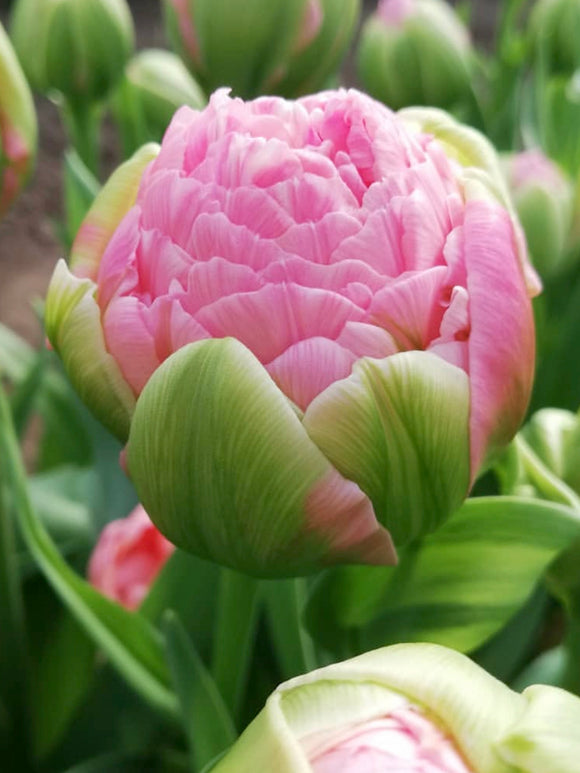 Koop Tulp Strawberry Cream bloembollen