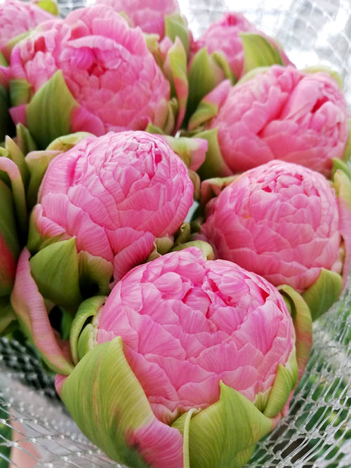 Koop Tulp Strawberry Cream 