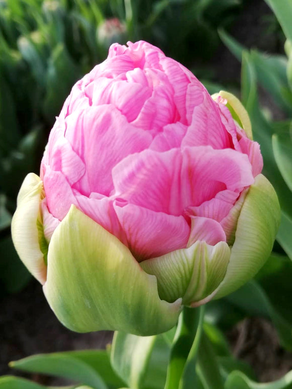 Koop Tulp Strawberry Cream bloembollen