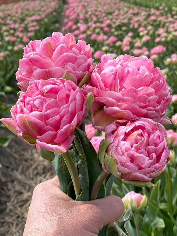 Koop Tulp Strawberry Cream bloembollen