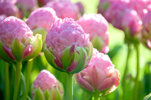 Koop Tulp Strawberry Cream bloembollen - DutchGrown