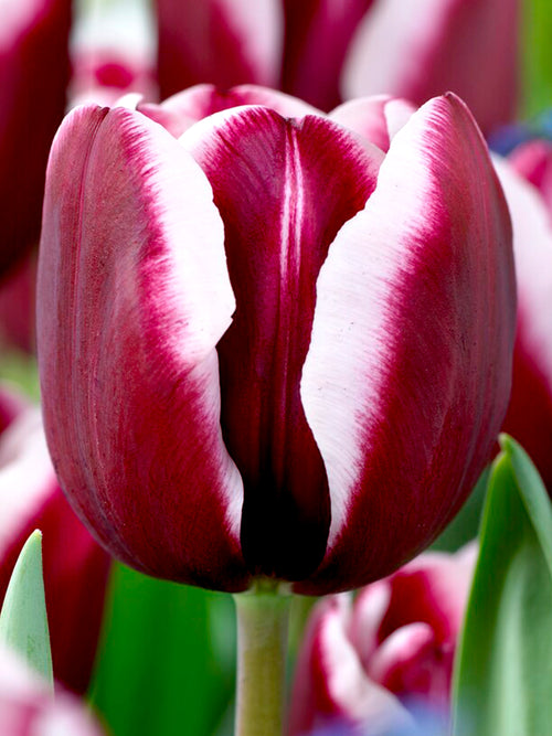 Tulp Tiramisu bloembollen kopen