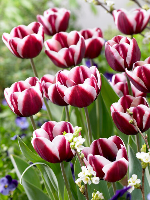 Tulp Tiramisu bloembollen kopen - DutchGrown