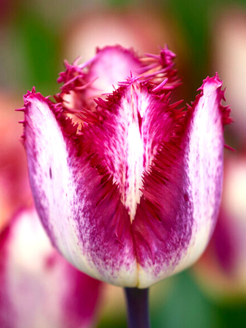 Koop Tulp Colour Fusion Bloembollen 