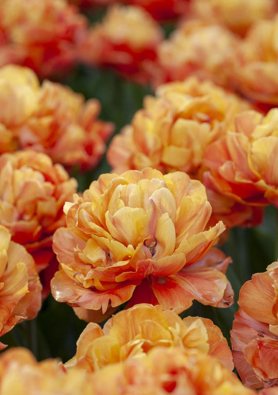 Bestel Bloembollen Tulpenbollen Olivia