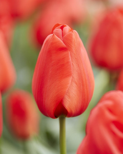 Tulip Orange XXL - Orange Darwin Hybrid Tulip Bulbs UK Delivery