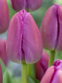 Tulp Purple Pride