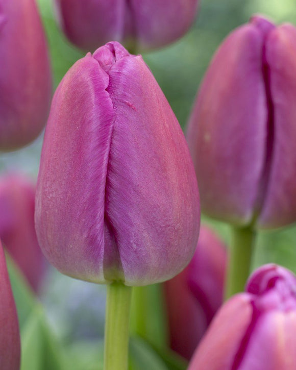 Darwin Hybrid Tulip Purple Pride - Autumn Planted Tulip Bulbs